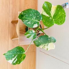 ［現品］【希少】H モンステラ　デリシオーサ　斑入　レア　観葉植物　室内　大株 現品］【希少】H モンステラ デリシオーサ 斑入 レア 観葉植物 室内 大株