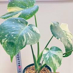 観葉植物】斑入りモンステラH：デリシオーサ・タイコンステレーション