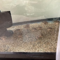 コリドラスステルバイ　5匹以上で割引あります。の画像