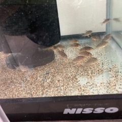 コリドラスステルバイ　5匹以上で割引あります。の画像