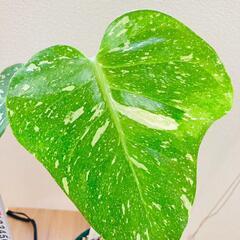 観葉植物】斑入りモンステラF：デリシオーサ・タイコンステレーション