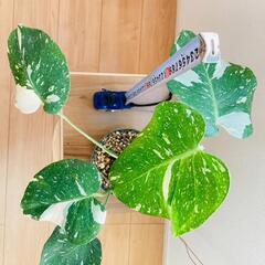 観葉植物】斑入りモンステラF：デリシオーサ・タイコンステレーション