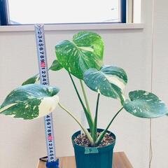 観葉植物】斑入りモンステラF：デリシオーサ・タイコンステレーション