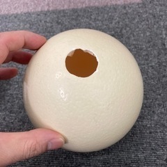 ダチョウの卵の殻2個セット　エッグアート、インテリアの画像