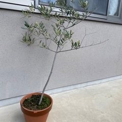 オリーブの木　95cmの画像