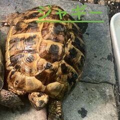 リクガメ