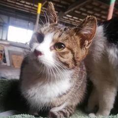 キジトラ白　男の子