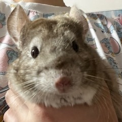 チンチラのお迎えをお願いします。