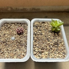 多肉植物お譲りします。予定者決まりました。