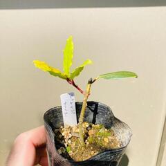【中高木】ゲッケイジュ・オーレア（2.5号ポリポット付き）