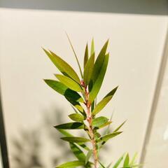 【中低木】ブラシノキ・赤花（2.5号ポリポット付き）の画像