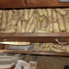 小さいダイコン　無農薬　土中保存からタンス保存の画像
