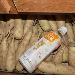 小さいダイコン　無農薬　土中保存からタンス保存の画像