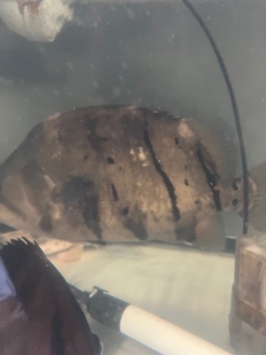 熱帯魚