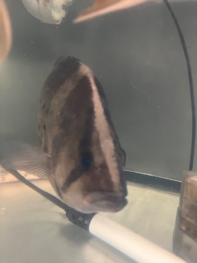 熱帯魚