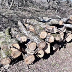 ナラなどの広葉樹　原木