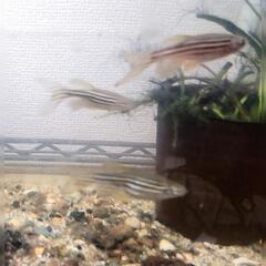 ロングフィン・ゼブラダニオの画像