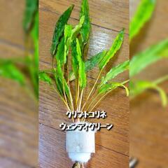 無農薬　水草３点セットの画像