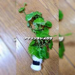 無農薬　水草３点セットの画像