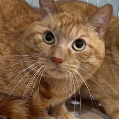 多頭飼い崩壊　テテ君
