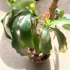 幸福の木　高さ60cm　　観葉植物　
