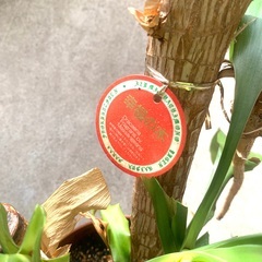 幸福の木　高さ60cm　　観葉植物　の画像