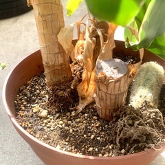 幸福の木　高さ60cm　　観葉植物　の画像