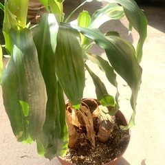 幸福の木　高さ60cm　　観葉植物　の画像