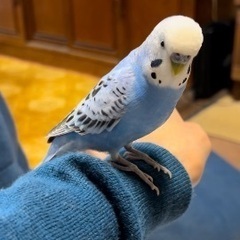 深谷市で青色のセキセイインコが迷子になりました