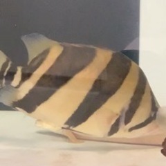 ダトニオリアルバンドの画像