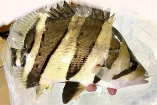 ダトニオリアルバンド