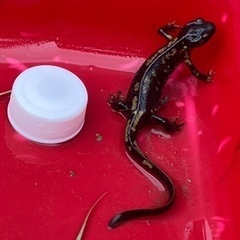 オキナワシリケンイモリ