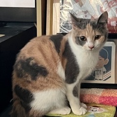 三毛猫の女の子