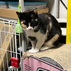 三毛猫の女の子の里親さんを募集しています