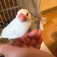 白文鳥メス、さくら文鳥オス　　両方1才半です！