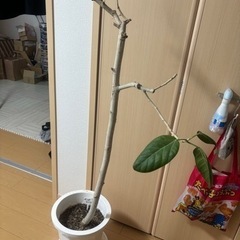 観葉植物ベンガレンシス