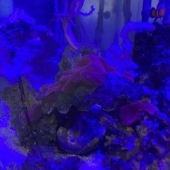 レッドディスクコーラル　