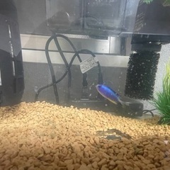 熱帯魚（アレンズダムセル）の画像