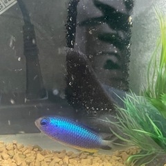 熱帯魚（アレンズダムセル）の画像