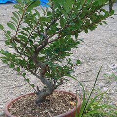 ハマヒサカキの画像