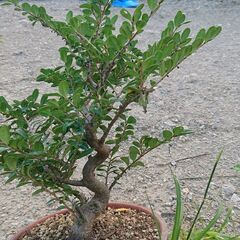 ハマヒサカキの画像