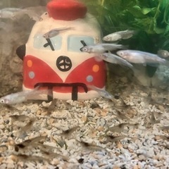 ミミヌマエビ　　15匹