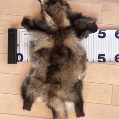 タヌキの毛皮の画像