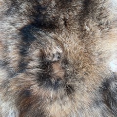 タヌキの毛皮の画像