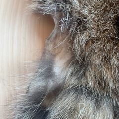 タヌキの毛皮の画像