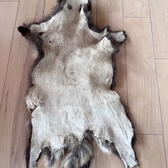 タヌキの毛皮の画像