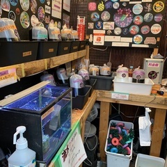 【五桜メダカ】 3月19日　　横須賀めだか無人販売