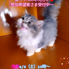 ミヌエットの子猫を探す｜子猫ブリーダーナビ