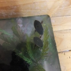 【オスメス1ペア】コガタノゲンゴロウ【鹿児島県産】の画像