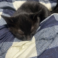 黒ねこ３匹